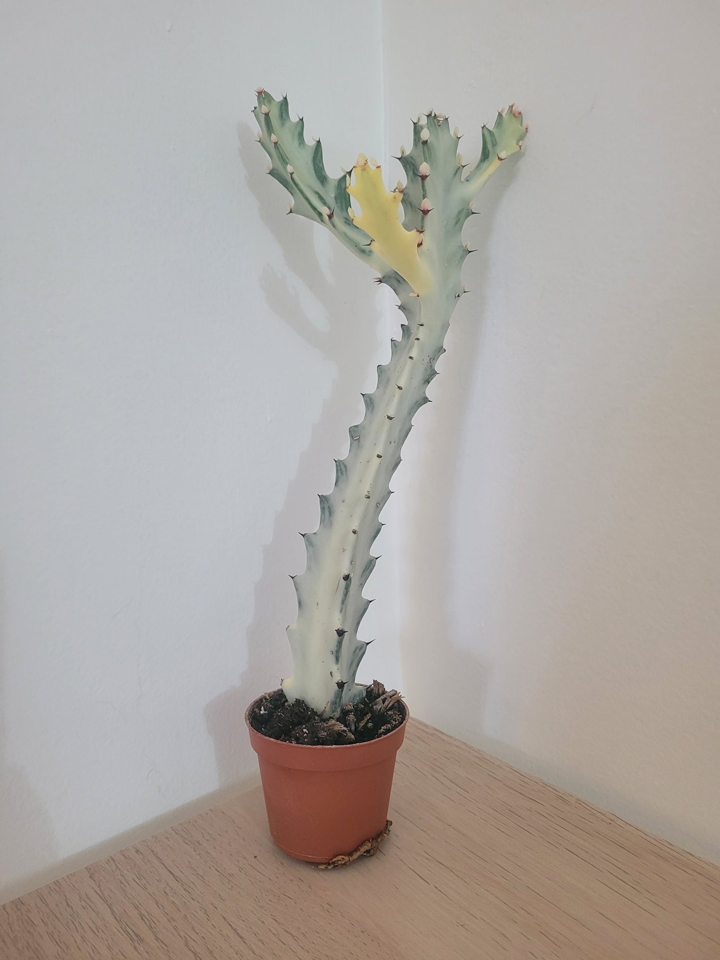 Euphorbia Ghost - Blanc