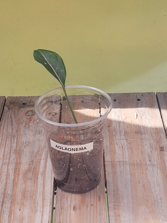 Aglaonema Pink Valentine