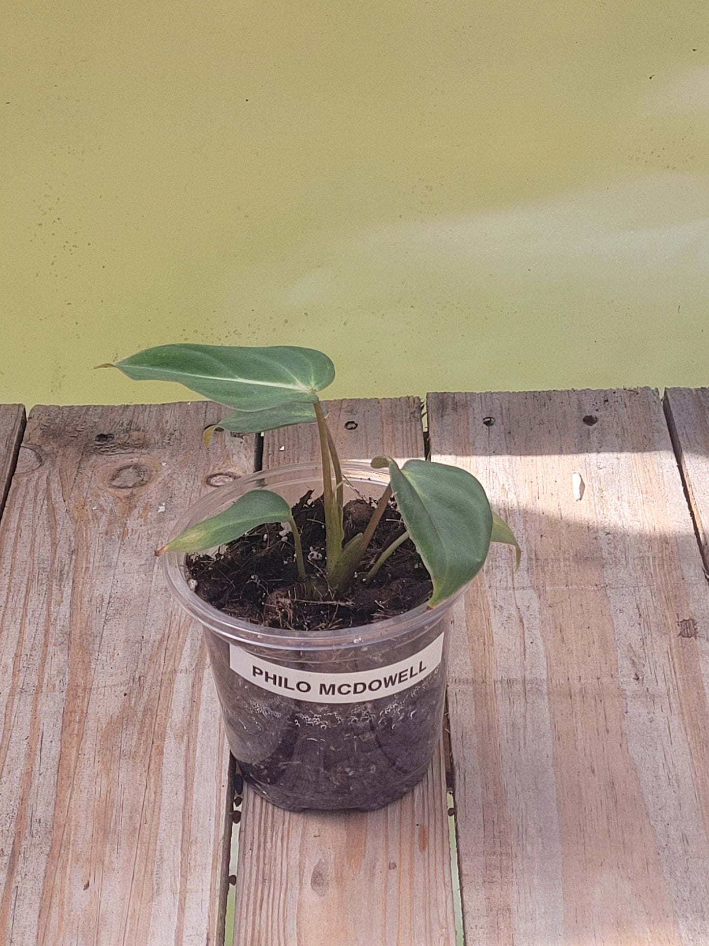 Philodendron McDowell
