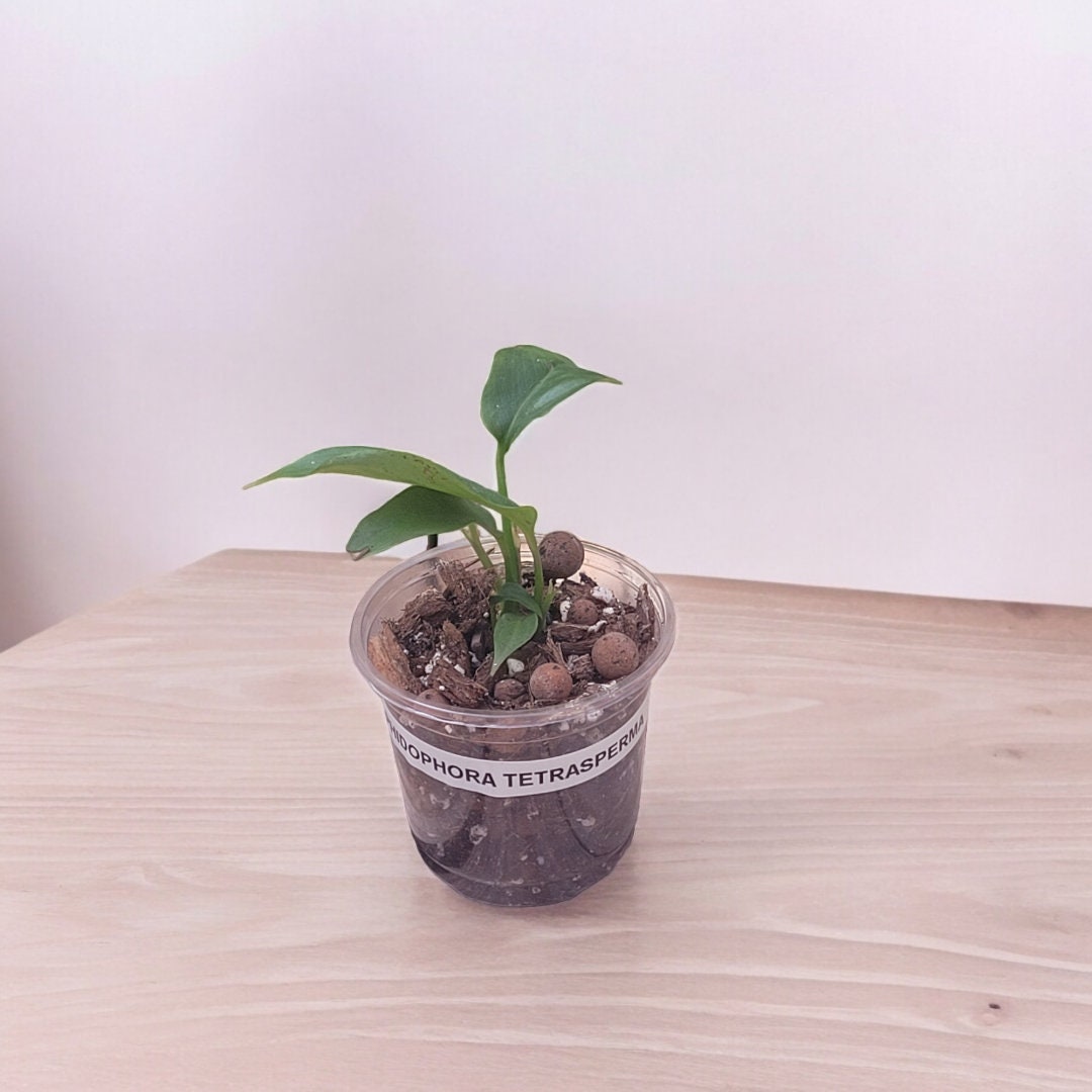 Rhaphidophora Tetrasperma " mini Monstera "
