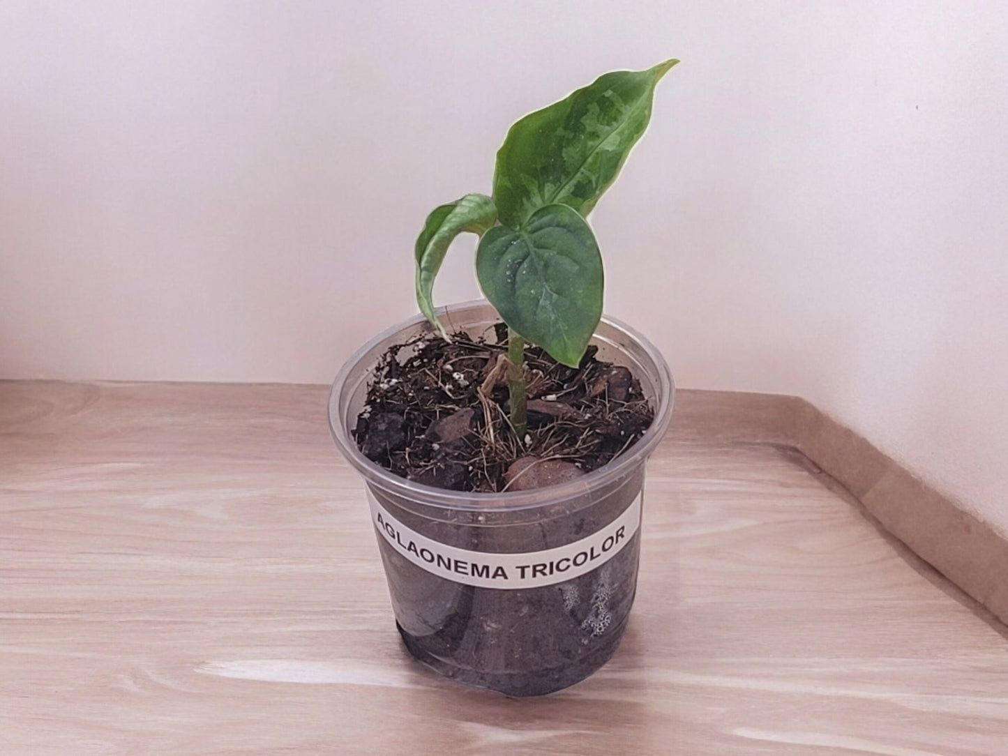 Aglaonema Pictum Tricolor