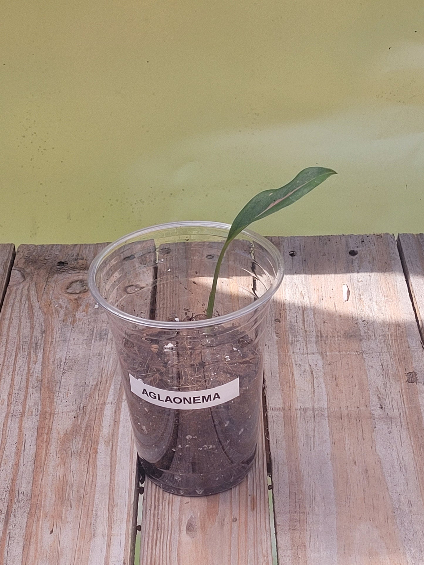 Aglaonema Pink Valentine
