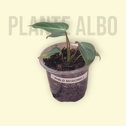 Philodendron McDowell
