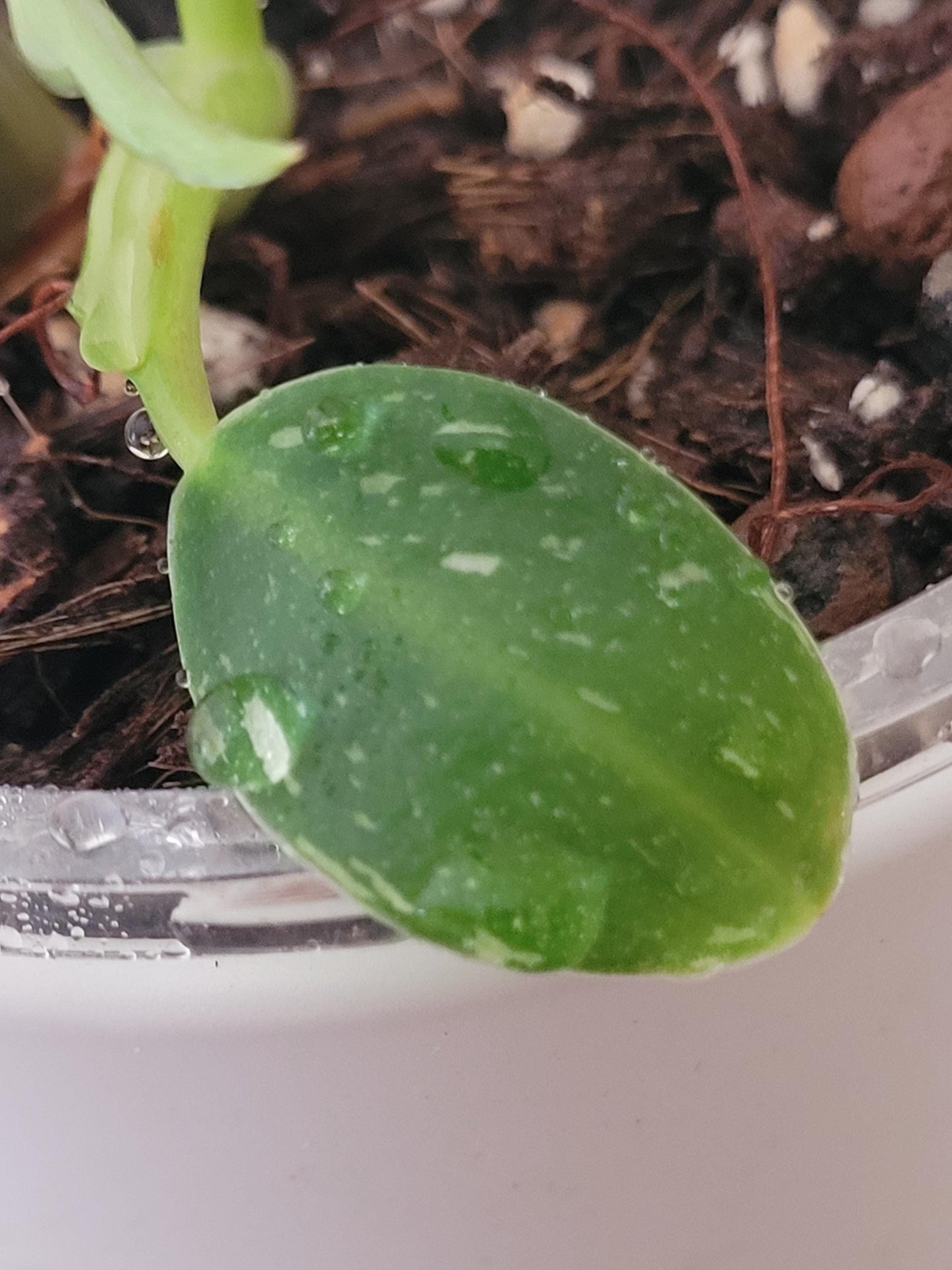 Philodendron White Wizard