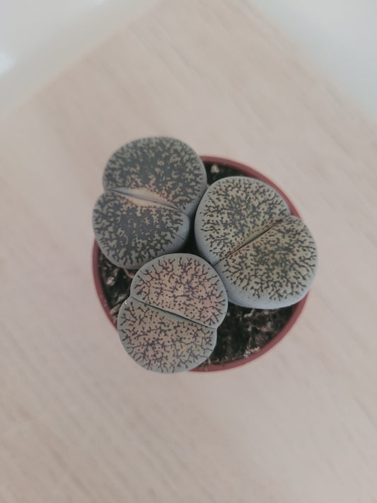 Lithops ''Cerveau''