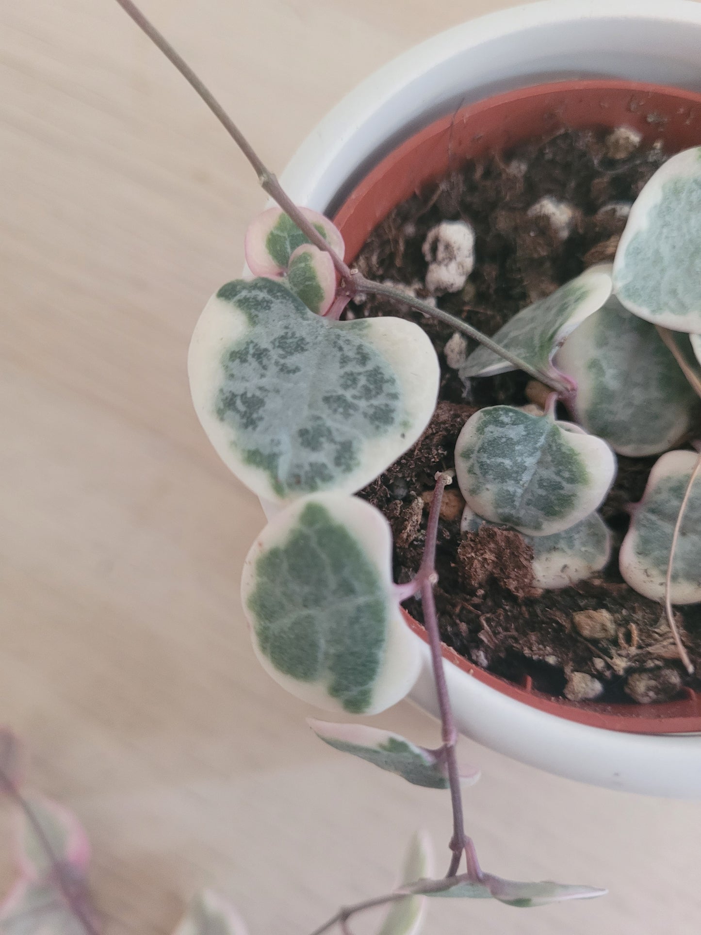 Chaîne de Cœur Variegata