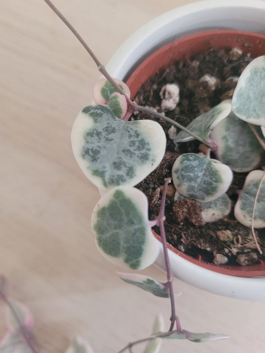 Chaîne de Cœur Variegata