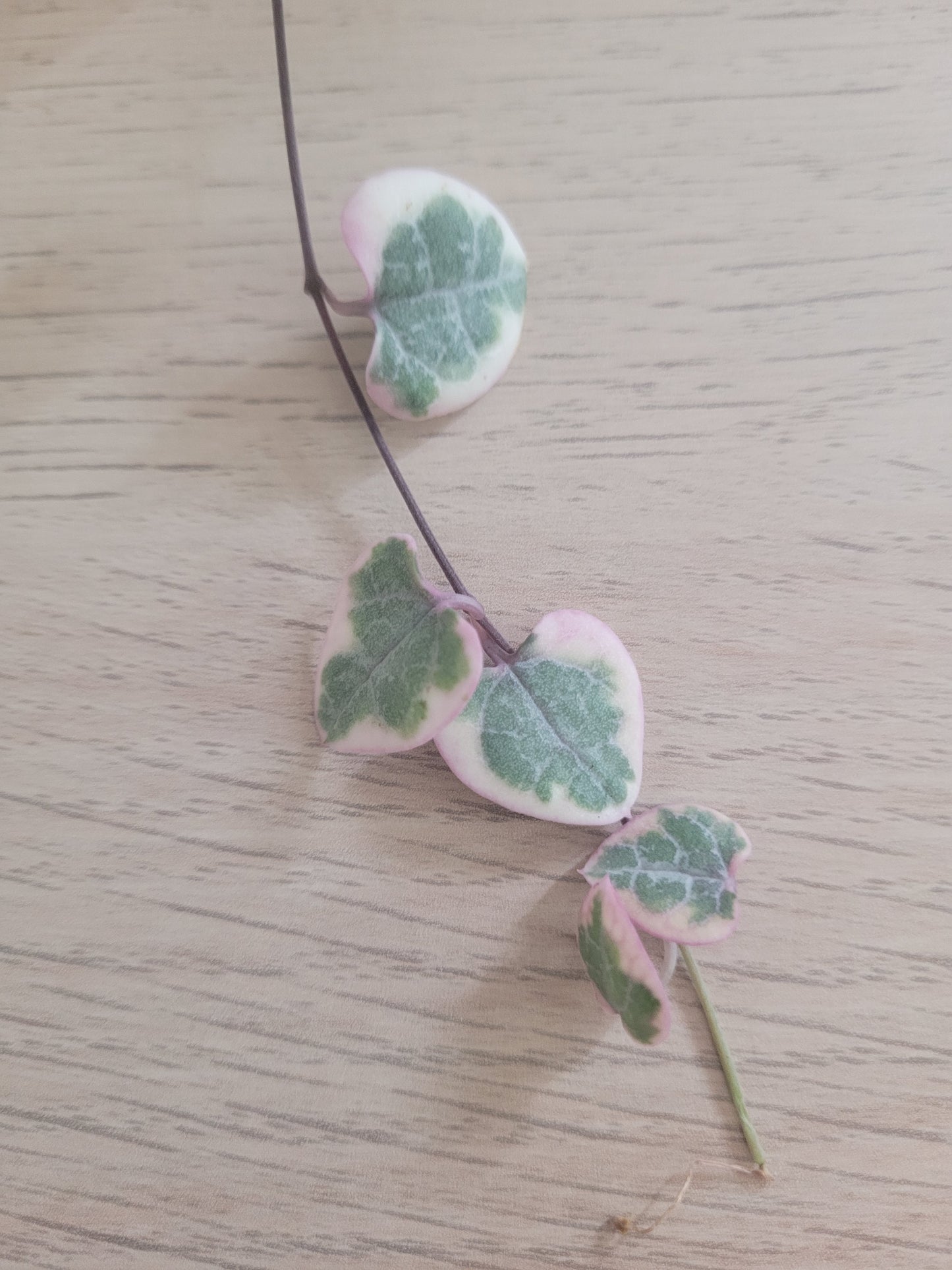 Chaîne de Cœur Variegata