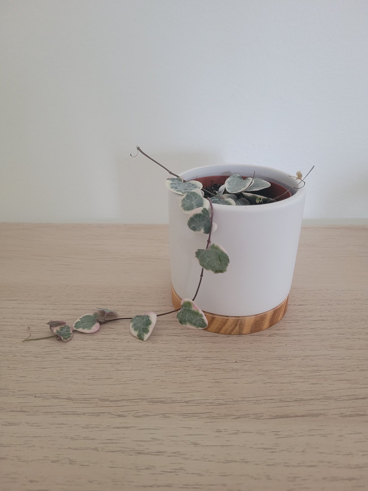 Chaîne de Cœur Variegata