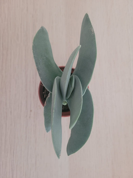 Crassula Falcata