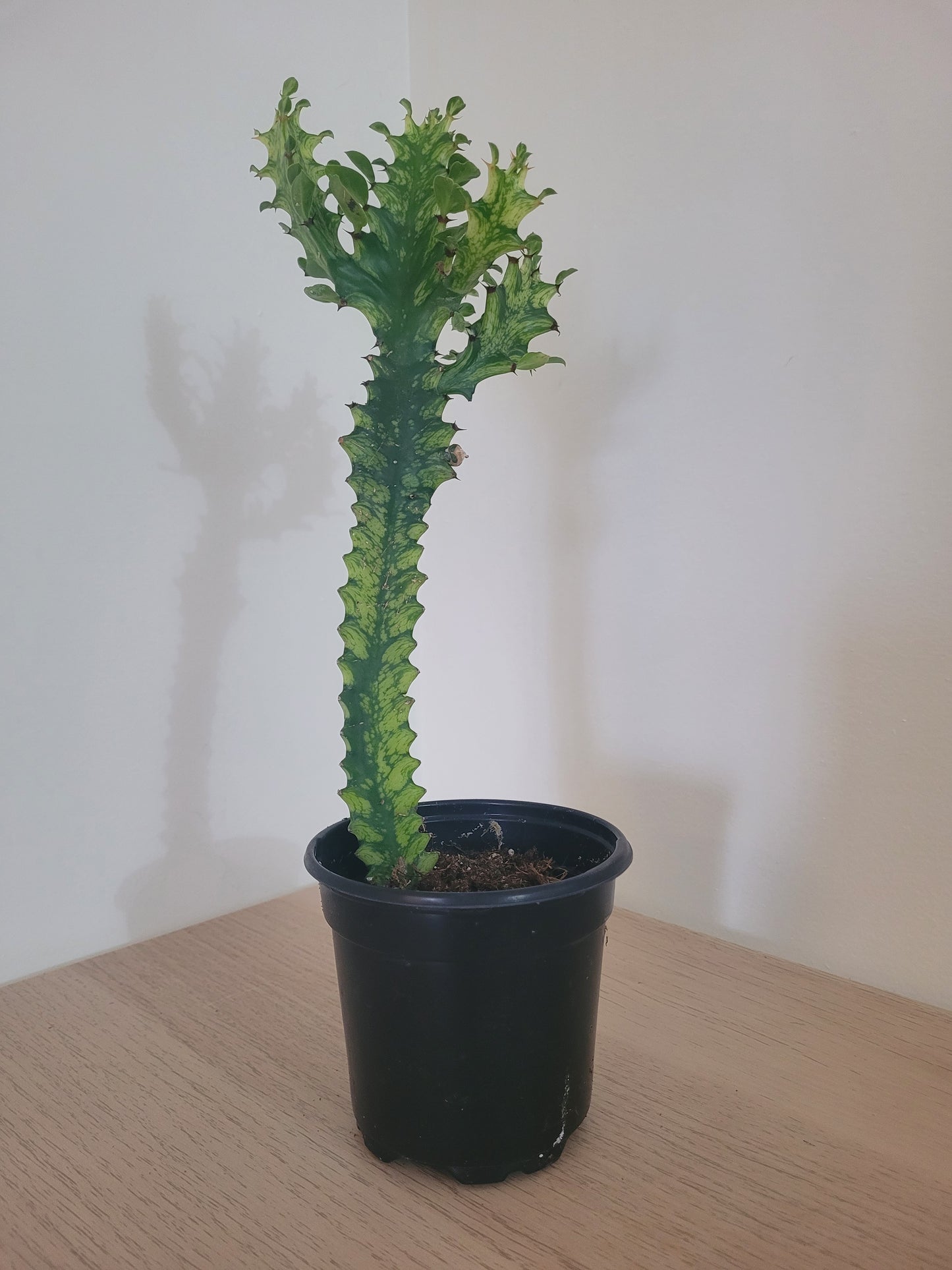Euphorbia Trigona Variegata