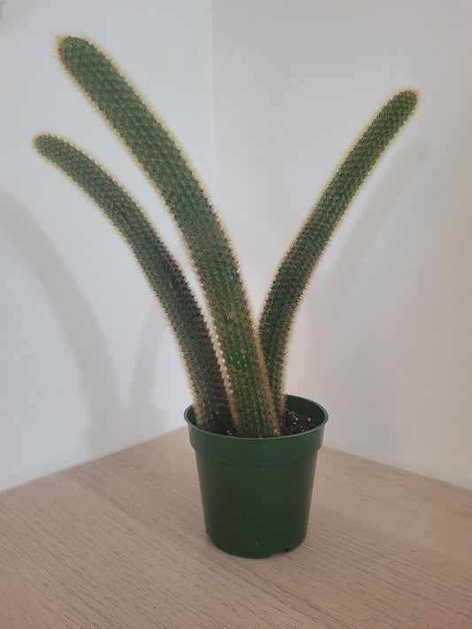 Cactus Queue de Singe