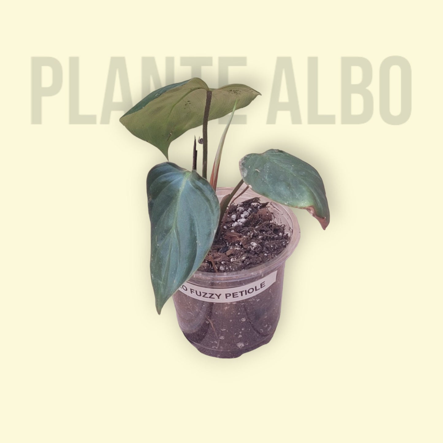 Philodendron Fuzzy Petiole