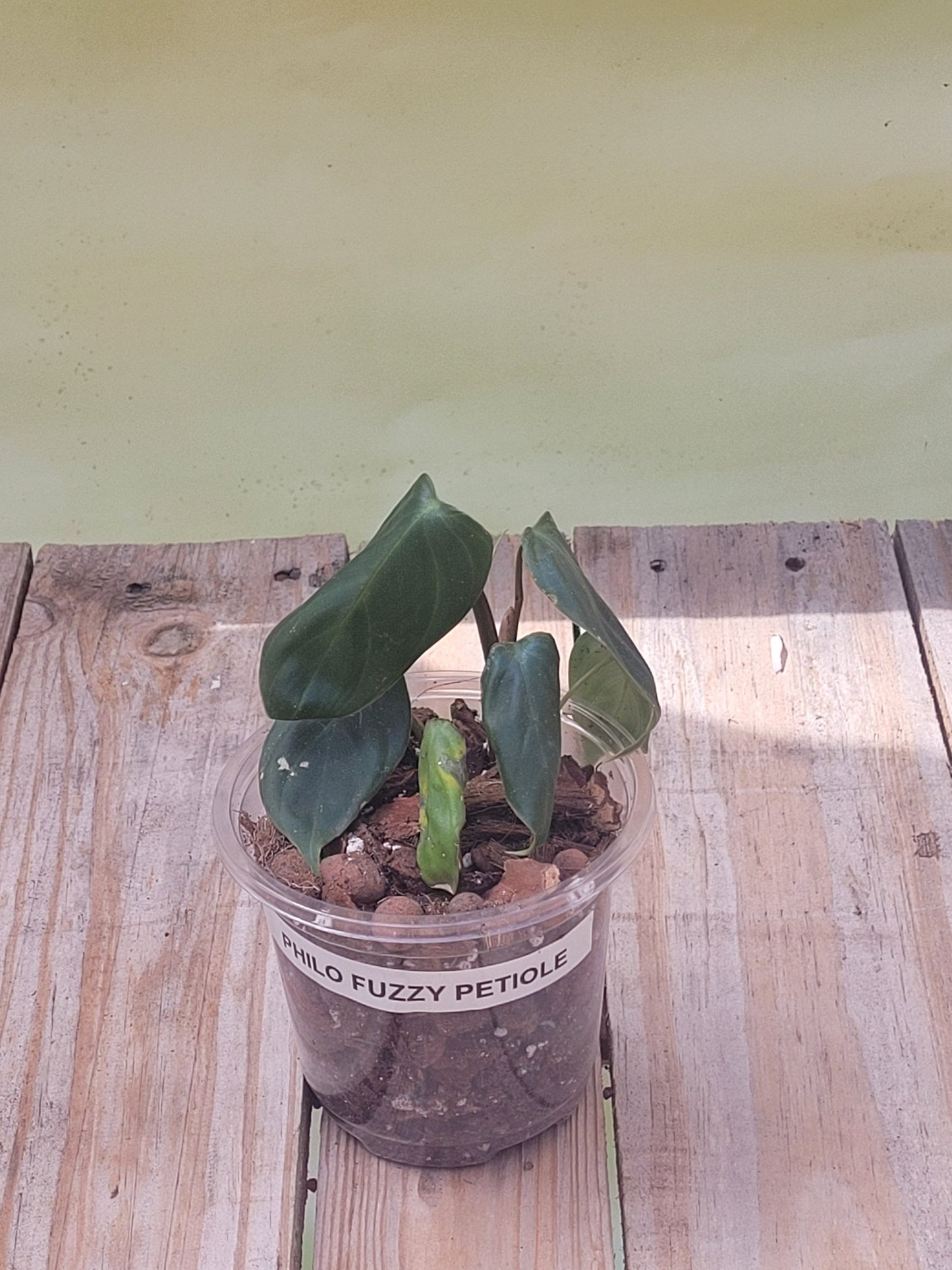 Philodendron Fuzzy Petiole