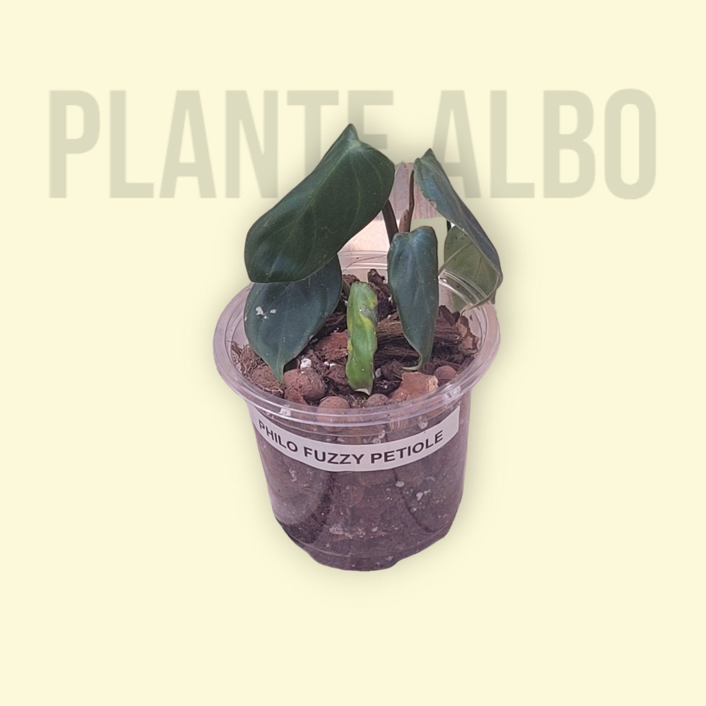 Philodendron Fuzzy Petiole