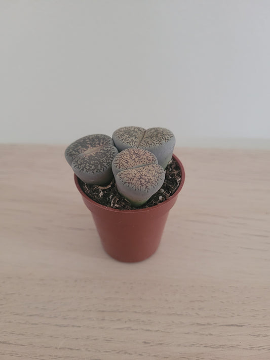 Lithops ''Cerveau''
